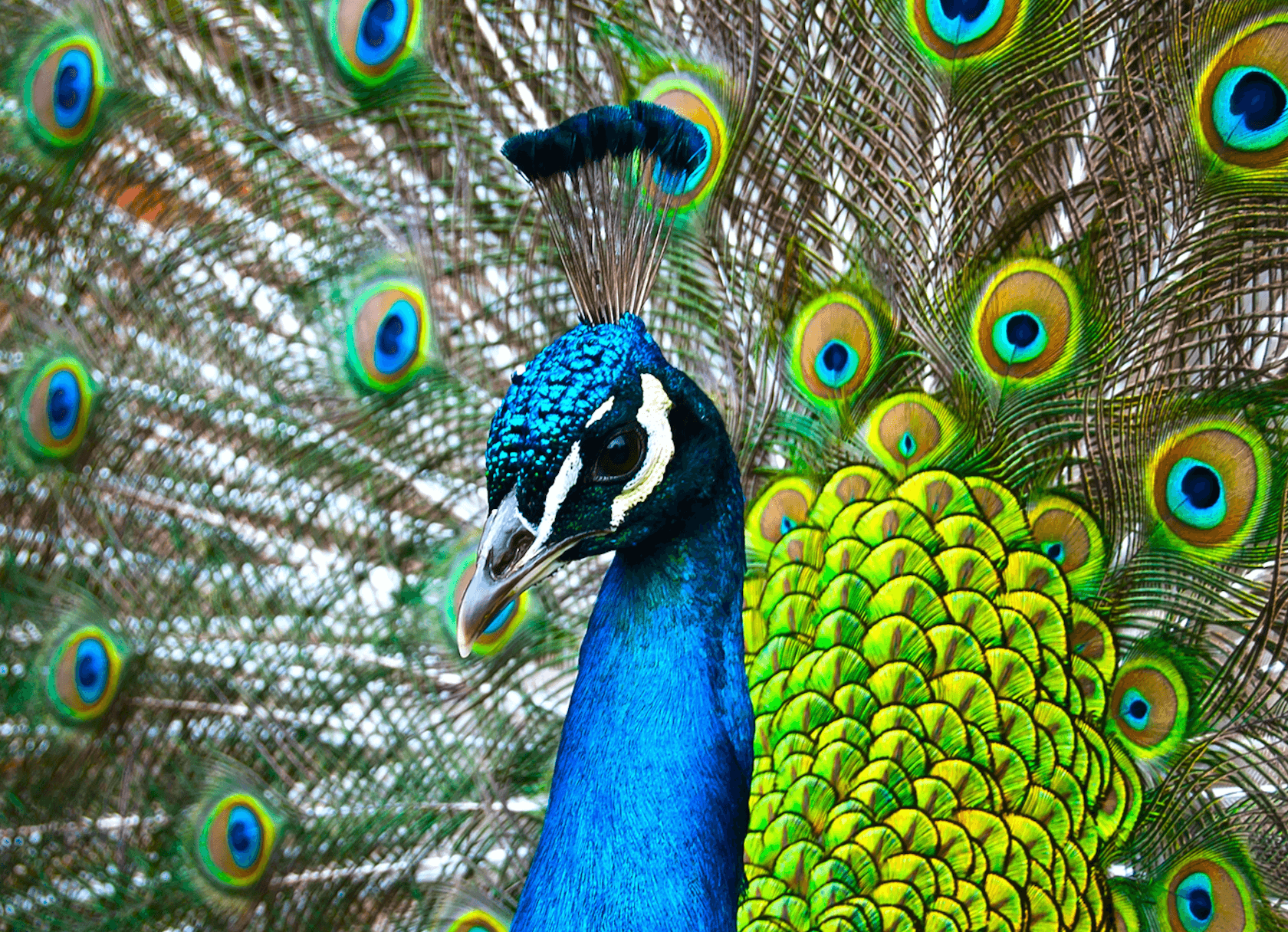 PEACOCK