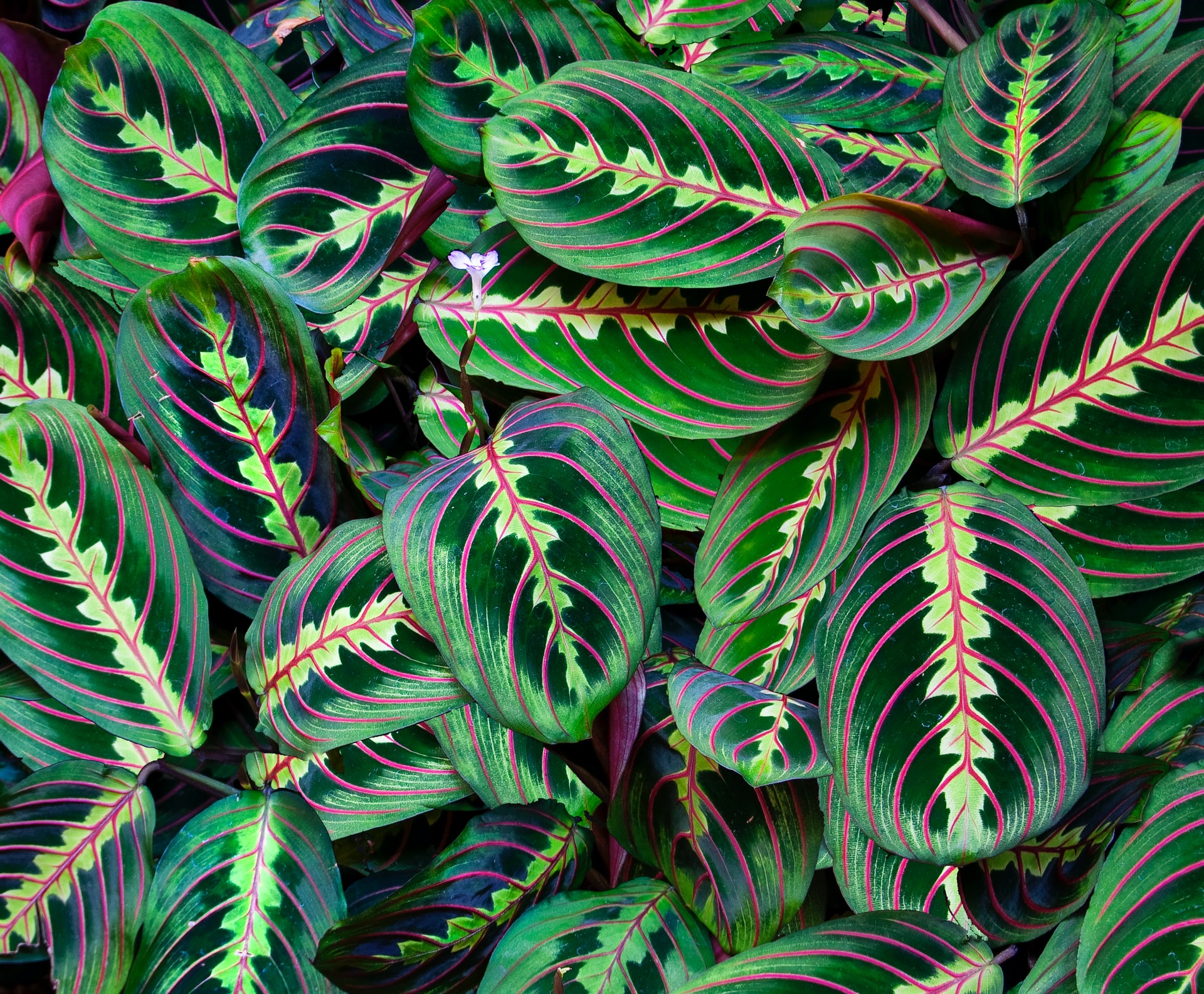 Foliage lush