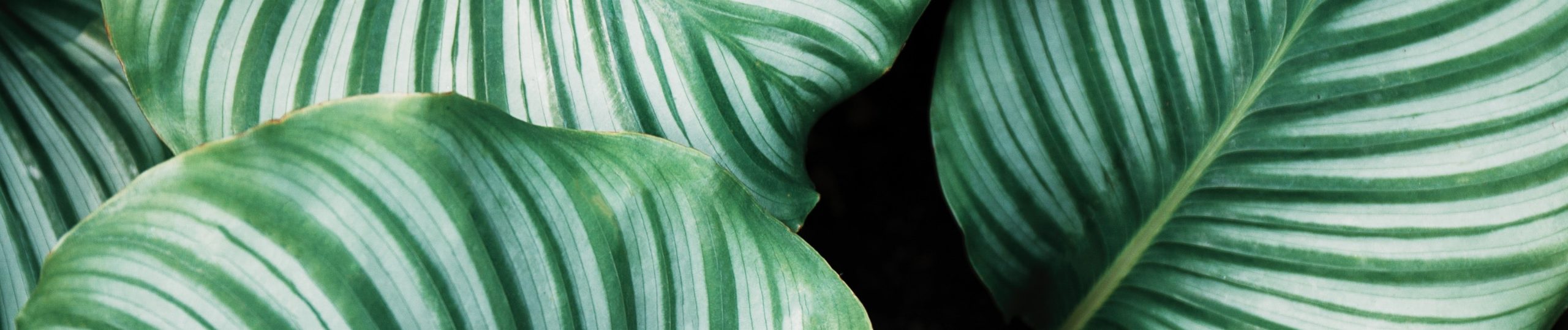 Foliage
